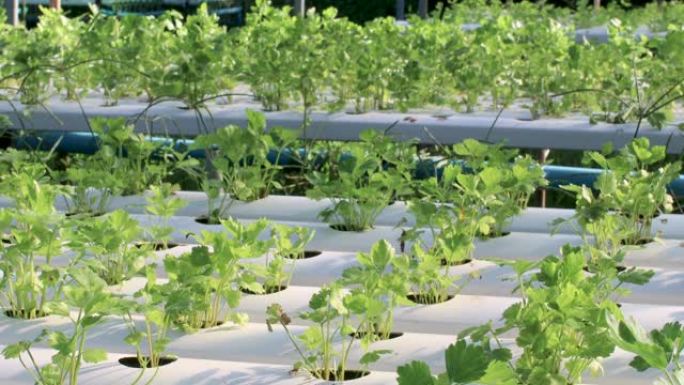 4k水培种植表，婴儿芹菜，蔬菜种植概念，栽培表，种植芹菜，绿叶蔬菜，市场需求。食品市场，植物浇水系统