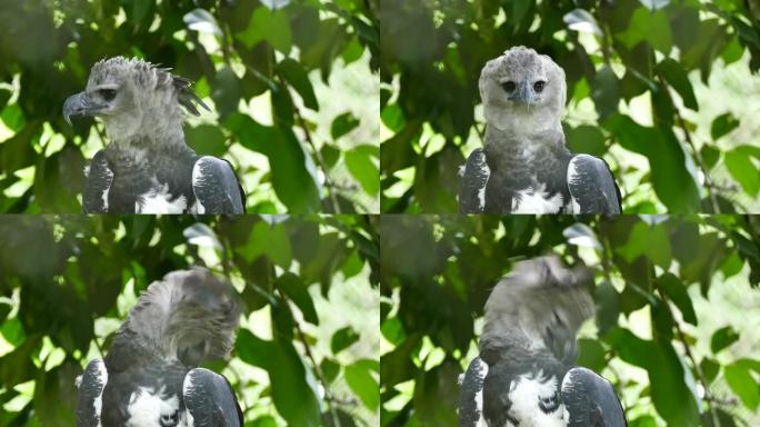 哈比鹰的捕食者黑眼睛看着你显示的惊人的眼睛视觉