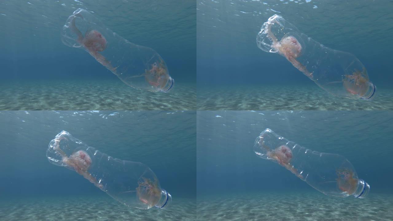 塑料污染，水母在一个塑料瓶中缓慢漂浮在阳光中的蓝色水面下。两只活水母被困在欧洲地中海的塑料瓶中。粉色