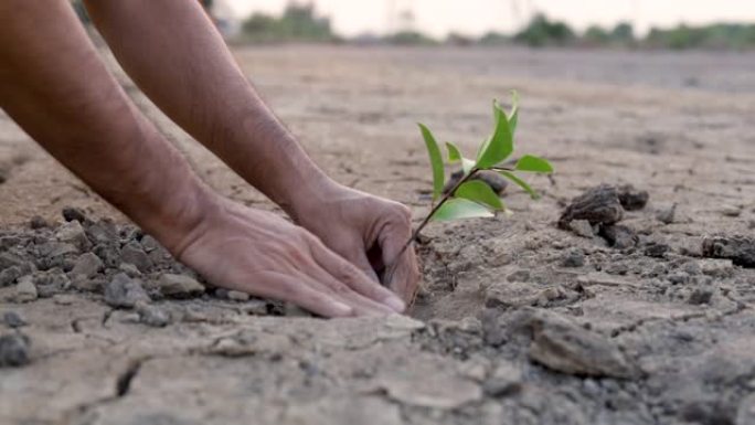 慢动作男人在干旱的地面上种树，生态学概念