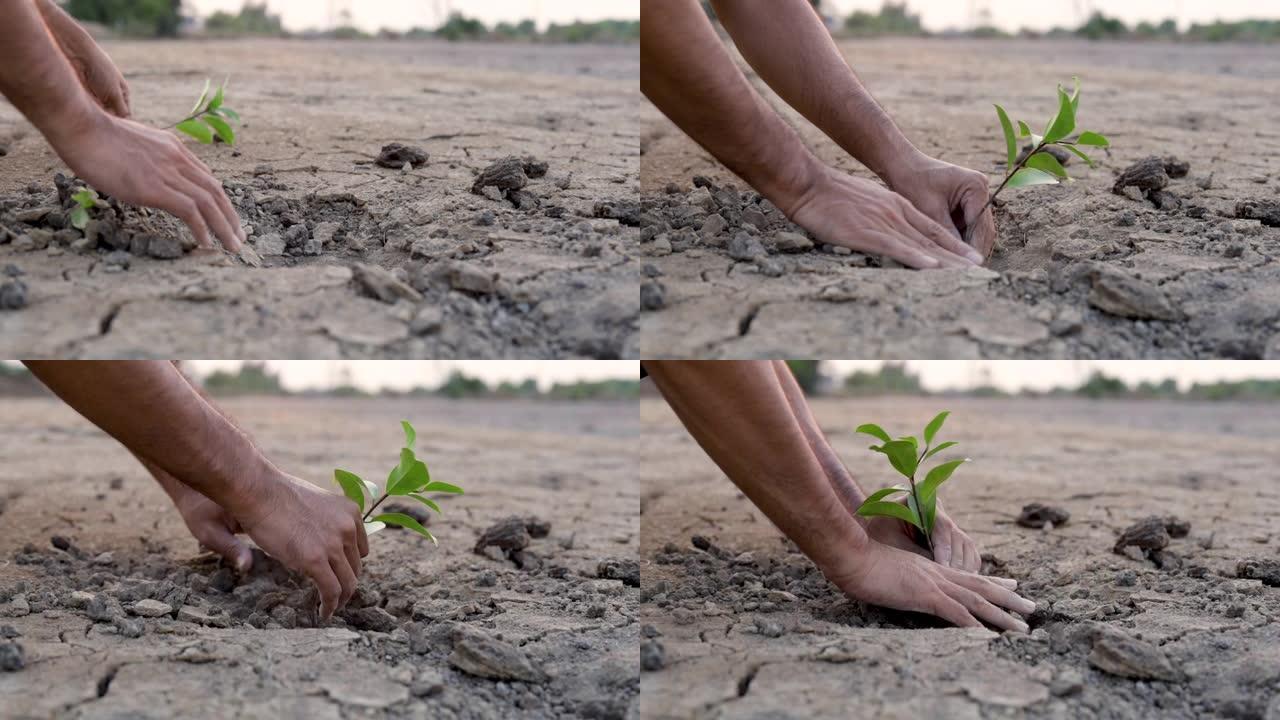 慢动作男人在干旱的地面上种树，生态学概念