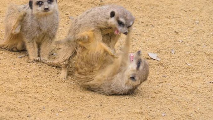 特写或猫鼬打闹游戏