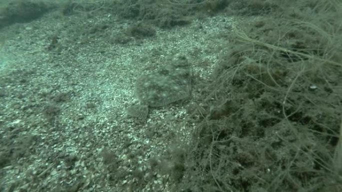 欧洲的plaice (Pleuronectes platessa) 在长满褐藻的海底游泳