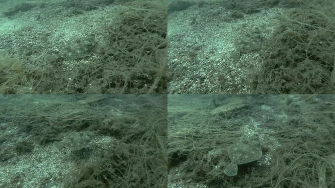 欧洲的plaice (Pleuronectes platessa) 在长满褐藻的海底游泳