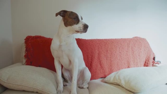 狗坐在沙发上狗坐在沙发上