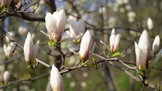 蓝天背景上树枝上的白玉兰花。这个4k剪辑以25fps的速度拍摄，目的是为了激发情感并显得更浪漫。