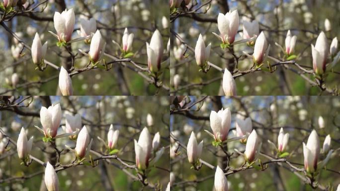 蓝天背景上树枝上的白玉兰花。这个4k剪辑以25fps的速度拍摄，目的是为了激发情感并显得更浪漫。