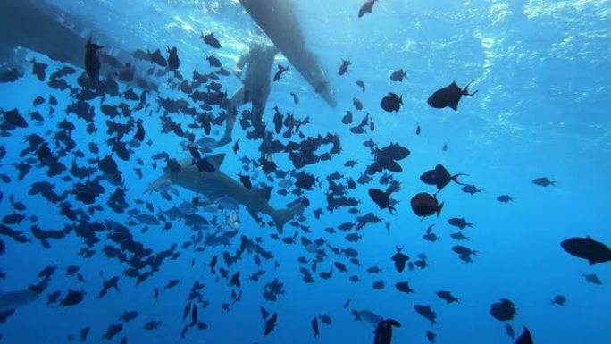 鲨鱼在游客浮潜旁边游泳。水下射击。波拉波拉，大溪地法属玻里尼西亚。