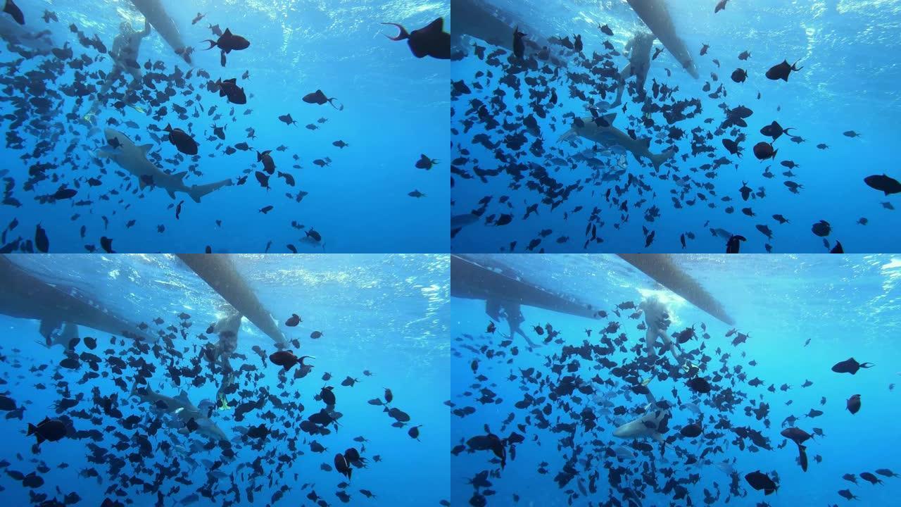 鲨鱼在游客浮潜旁边游泳。水下射击。波拉波拉，大溪地法属玻里尼西亚。