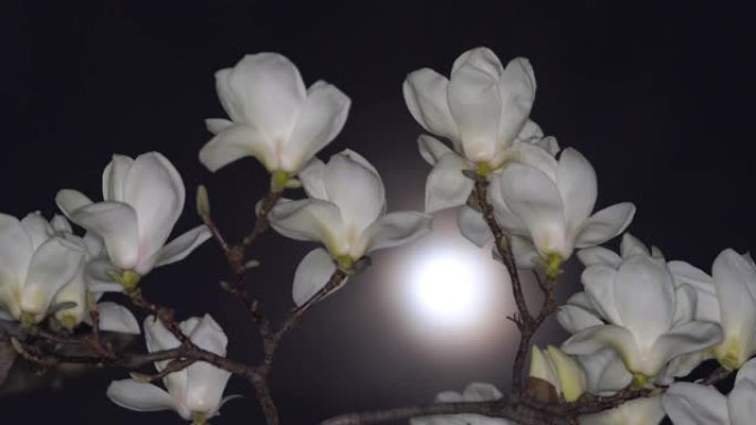 白玉兰与春夜的月亮
