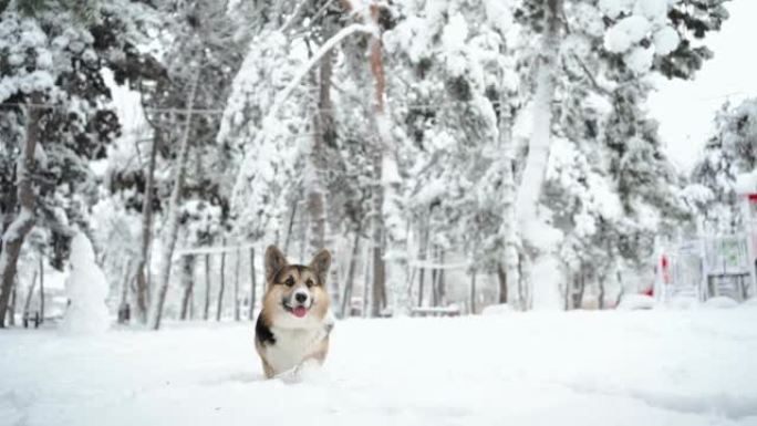 慢动作可爱有趣好奇三色彭布罗克威尔士柯基狗冬天在公园的深雪中散步