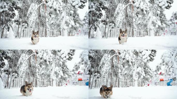 慢动作可爱有趣好奇三色彭布罗克威尔士柯基狗冬天在公园的深雪中散步