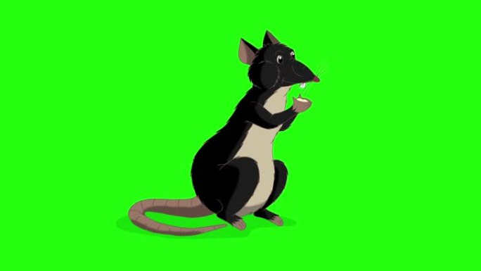 黑鼠坐着吃奶酪动画色度键