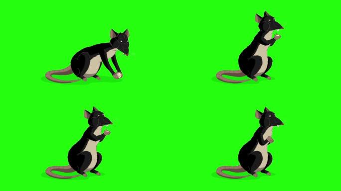 黑鼠坐着吃奶酪动画色度键