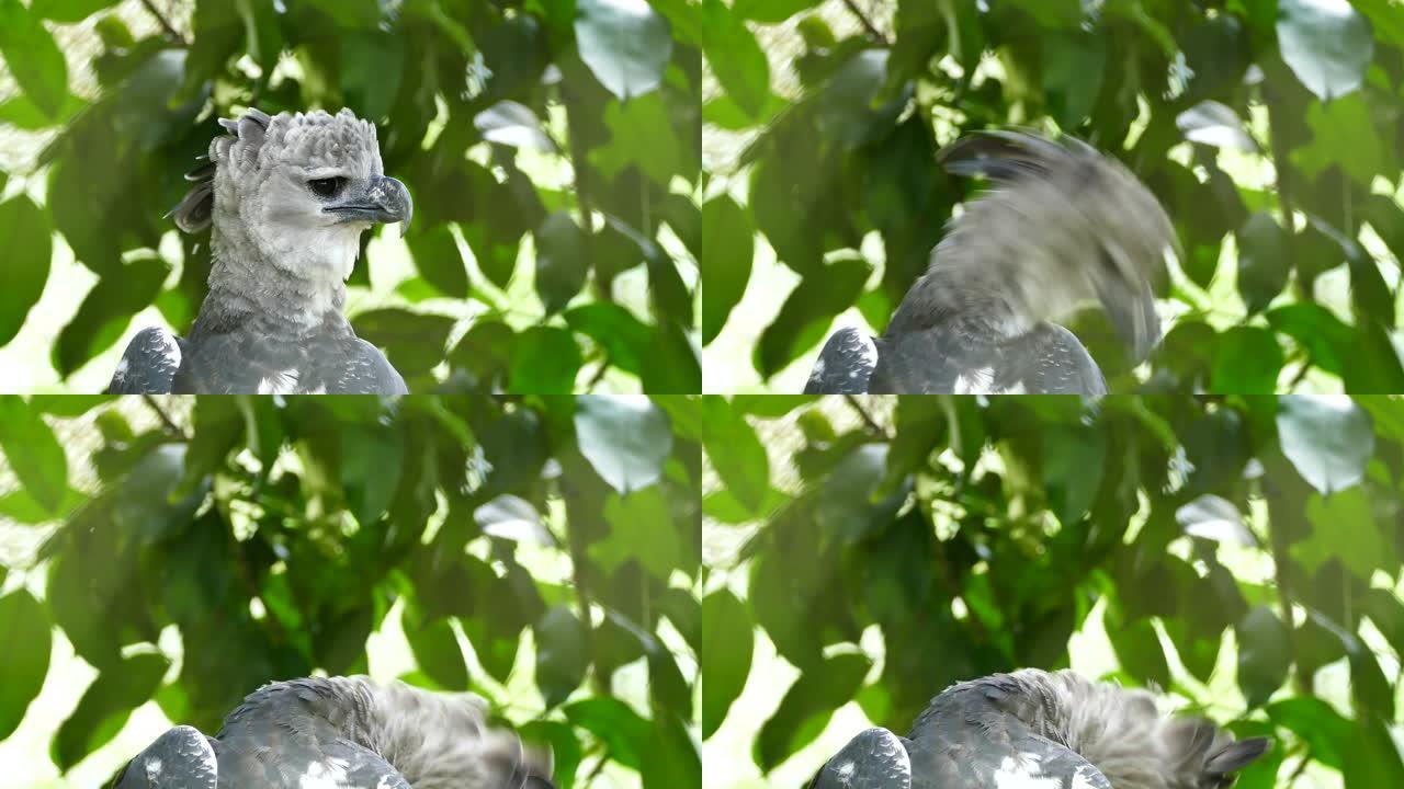 令人惊叹的南美雄伟的竖琴鹰在准备过程中蓬松的羽毛