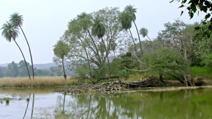 Ranthambore湖地区的总体景观。