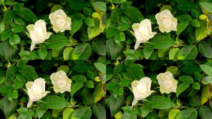 白玫瑰花生长的时间流逝