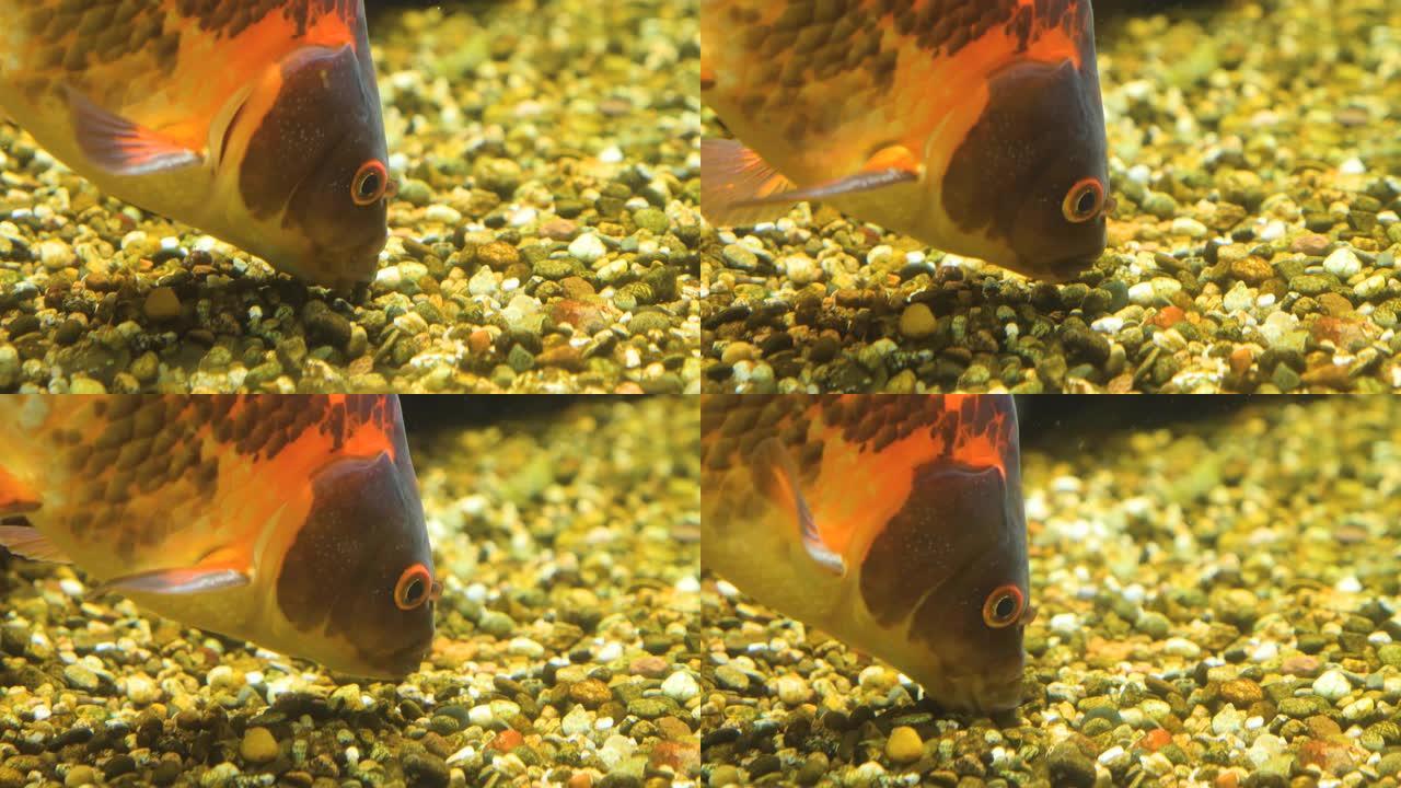 关闭橙色鲤鱼。橙色鲤鱼鱼缸砂石