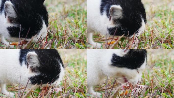 特写-黑白猫在草地上咀嚼鱼的残骸。