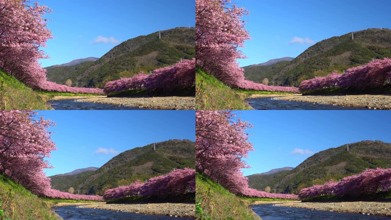 河津樱花树，河岸上有油菜花