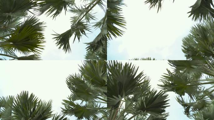 阴天棕榈树的叶子在风中摇摆