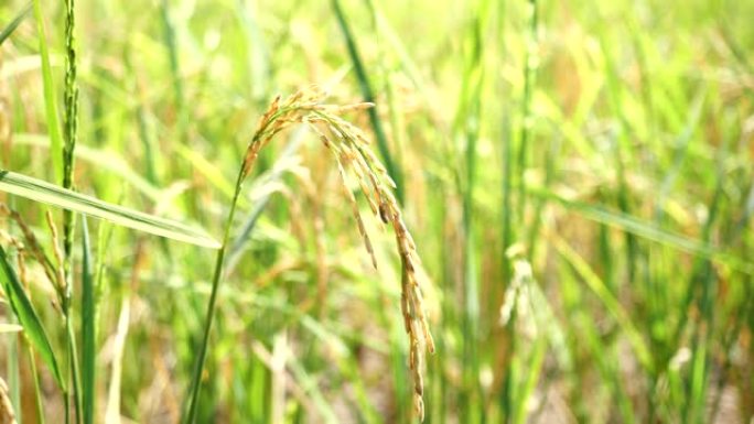 成熟或黄色的水稻作物，慢动作的水稻秸秆在风中摇曳，泰国的稻田