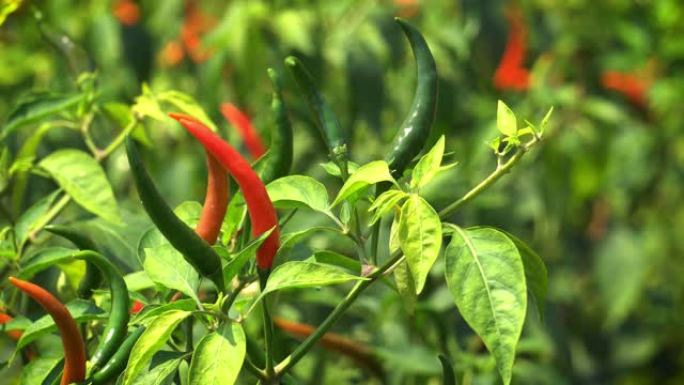 布什的奇利什生态农业庄稼种植辣椒成熟丰收