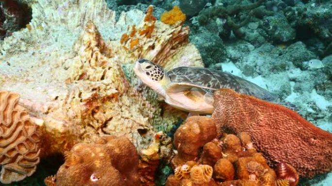 绿海龟在珊瑚礁绿松石水中的海绵中休息-加勒比海/库拉索岛