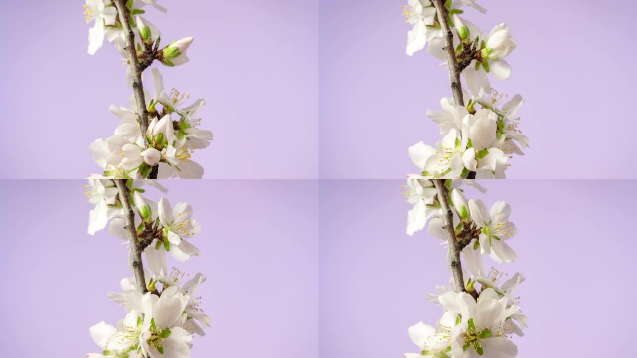 杏仁花盛开在粉红色背景下的4k视频中。春天梅花的视频。