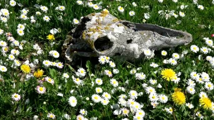 草地上的老马头骨头盖骨，盛开的英国雏菊，放大