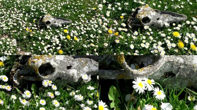 草地上的老马头骨头盖骨，盛开的英国雏菊，放大