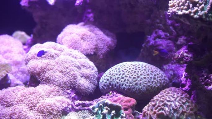 霓虹灯下地面上的咸水鱼和美丽的粉红色珊瑚