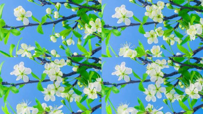 4k垂直延时的梅树花开并在蓝色背景上生长。盛开的李子花。9:16比例的垂直时间流逝手机和社交媒体准备