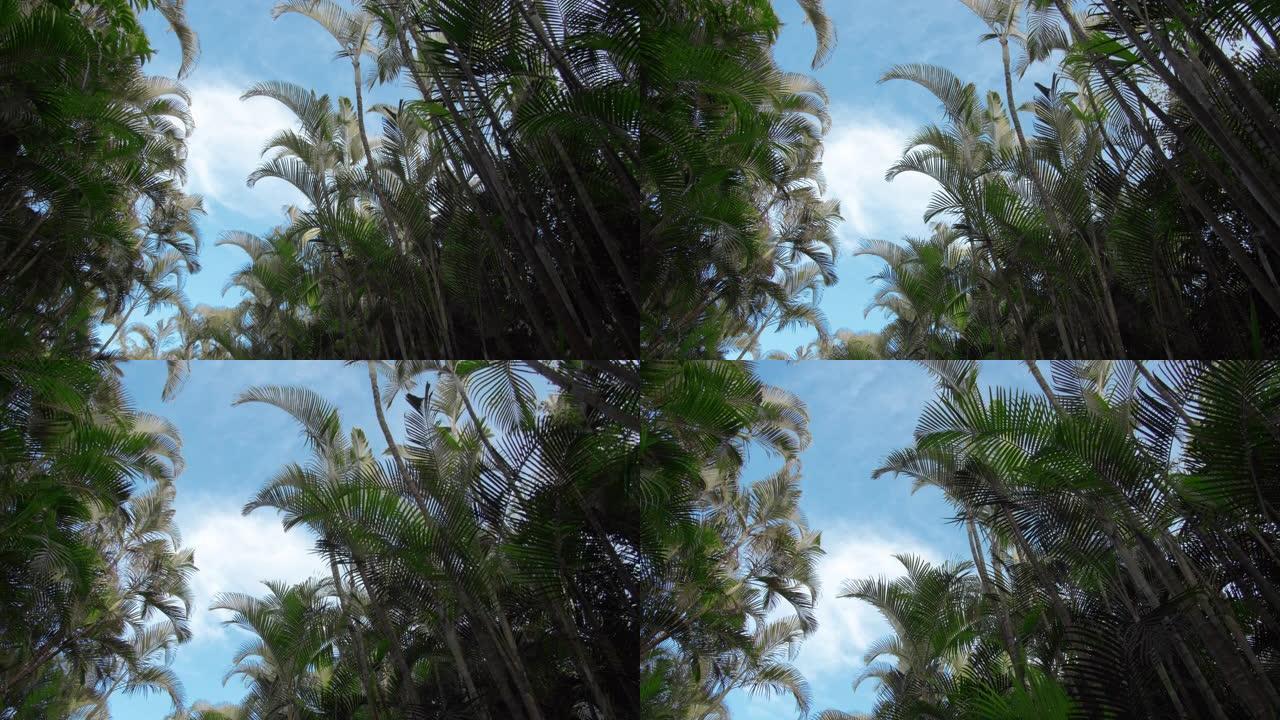 竹林图片。看到多风的竹林，晴朗的天空和云彩