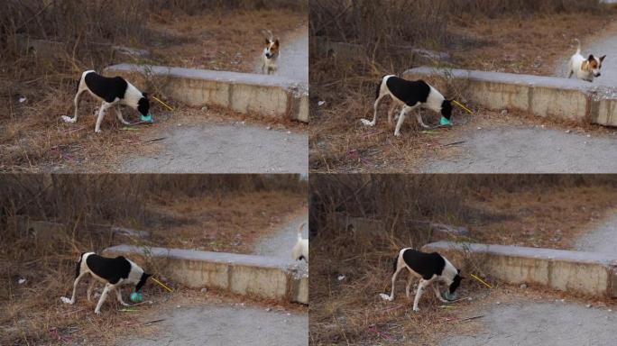 无家可归的狗试图吃塑料瓶中的食物，动物的废物污染，环境保护理念