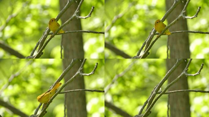 加拿大夏季有太阳的雌性黄莺鸟的特写镜头