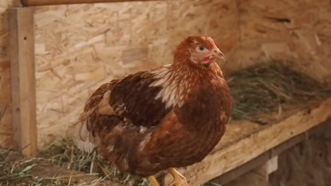 家庭农场里的活幼鸡。农业，肉蛋产品种鸡