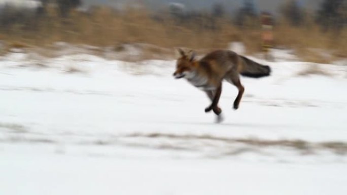 可爱的年轻红狐狸 (Vulpes Vulpes) 在日出时被雪覆盖的草地上奔跑