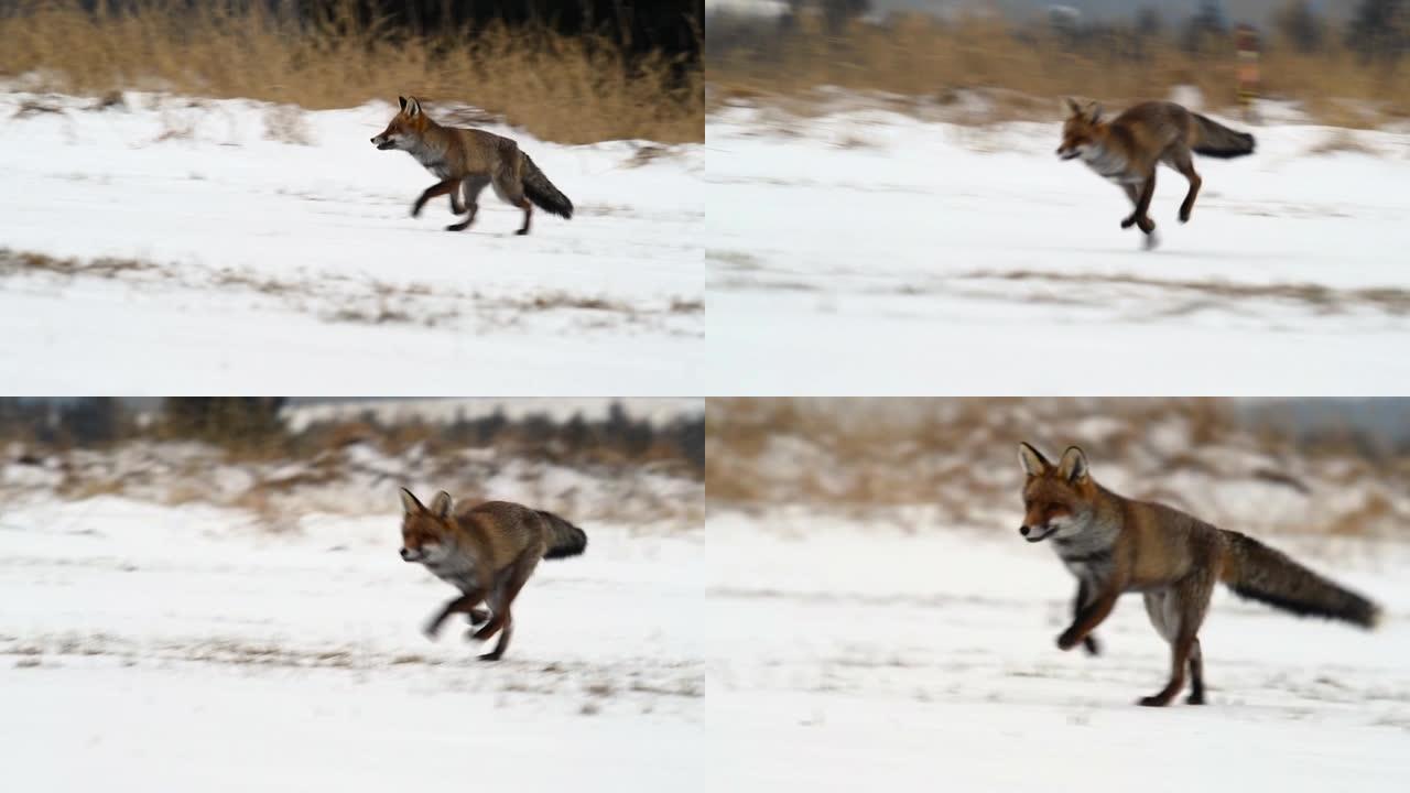 可爱的年轻红狐狸 (Vulpes Vulpes) 在日出时被雪覆盖的草地上奔跑