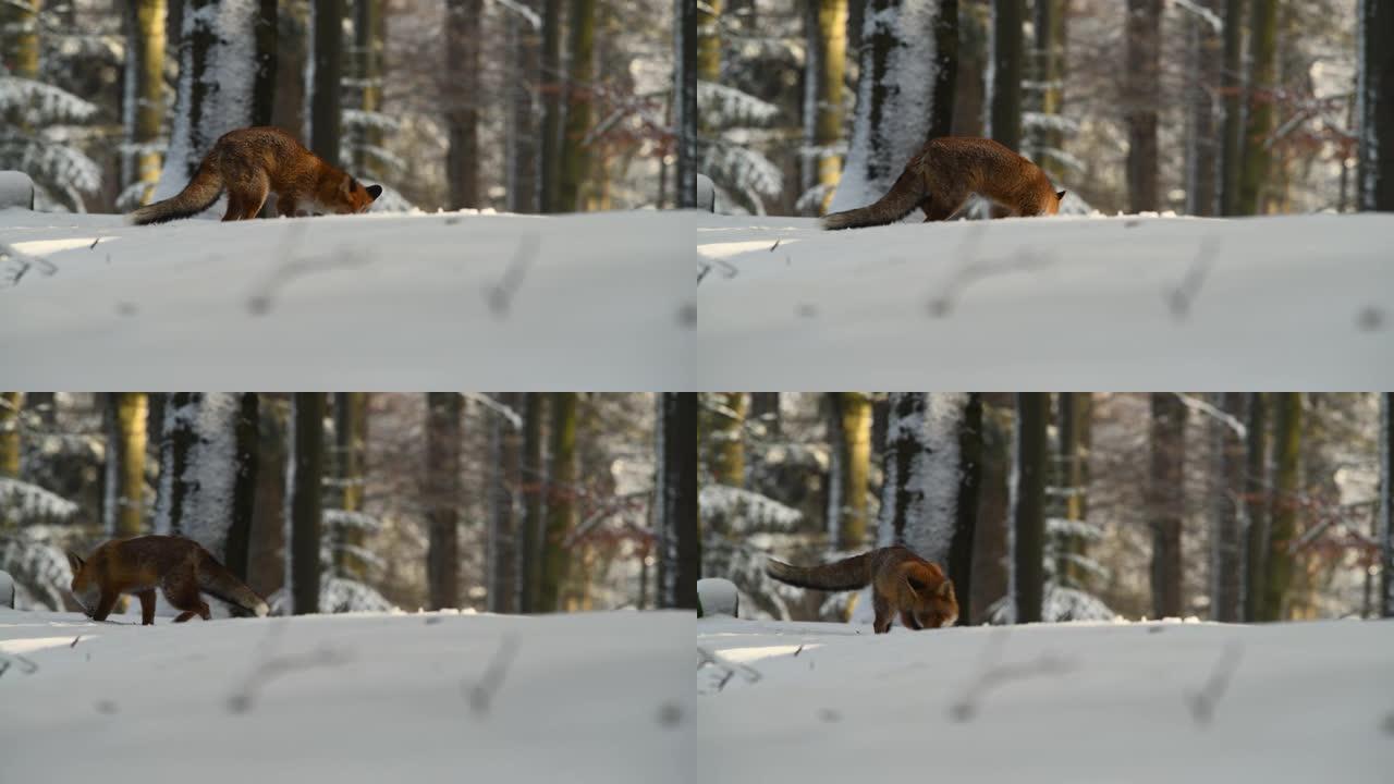 狐狸 (Vulpes Vulpes) 在森林中寻找食物