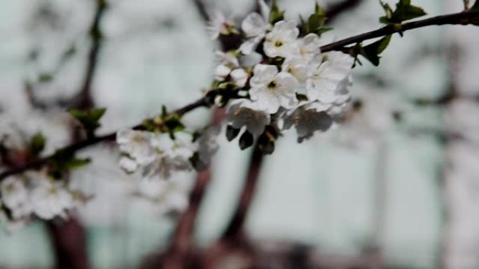美丽的春天苹果树花开在花园里