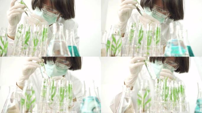 Sientist在实验室的试管中与植物合作。多莉开枪