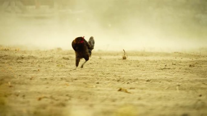 一只母鸡一瘸一拐地穿过尘土飞扬的田野