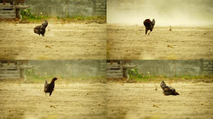 一只母鸡一瘸一拐地穿过尘土飞扬的田野