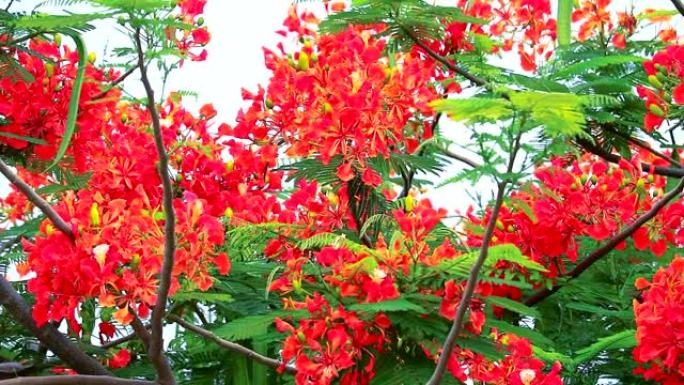 皇家Poinciana，公园中的火焰树在夏季随风移动