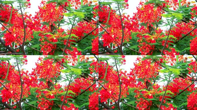 皇家Poinciana，公园中的火焰树在夏季随风移动