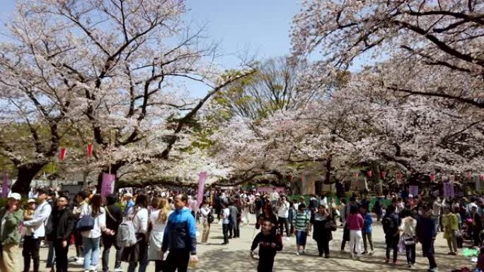 4k淘樱花落在日本东京上野公园