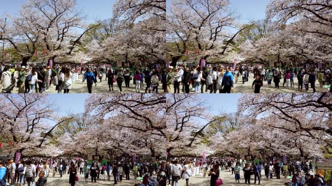4k淘樱花落在日本东京上野公园