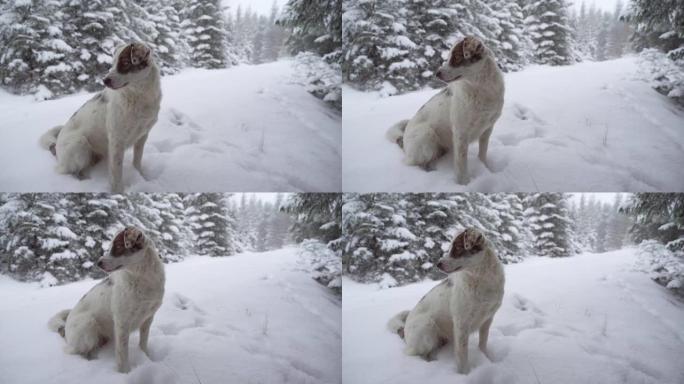 狗在冬季森林中享受新鲜的雪