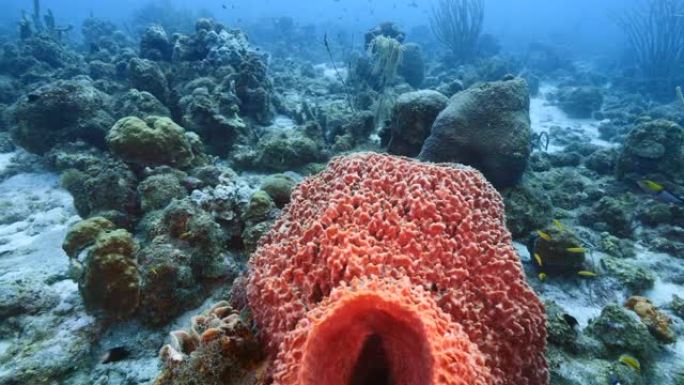 加勒比海/库拉索岛珊瑚礁的海景，有鱼，珊瑚和巨桶海绵